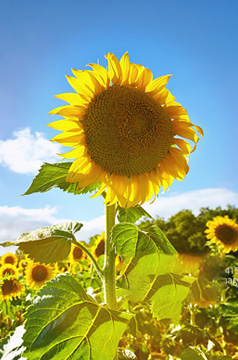 Ledger官方网站-全球当先的数字钱币硬件钱包